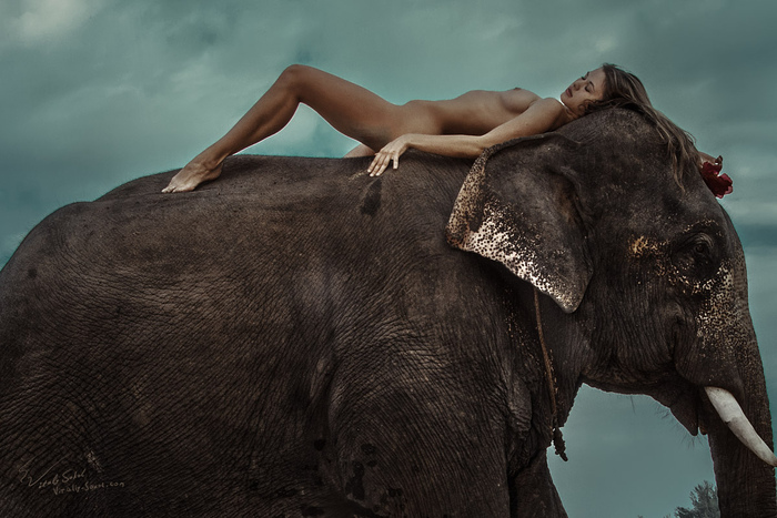 From the album The Jungle Book - NSFW, My, Erotic, Professional shooting, Boobs, Girls, Elephants