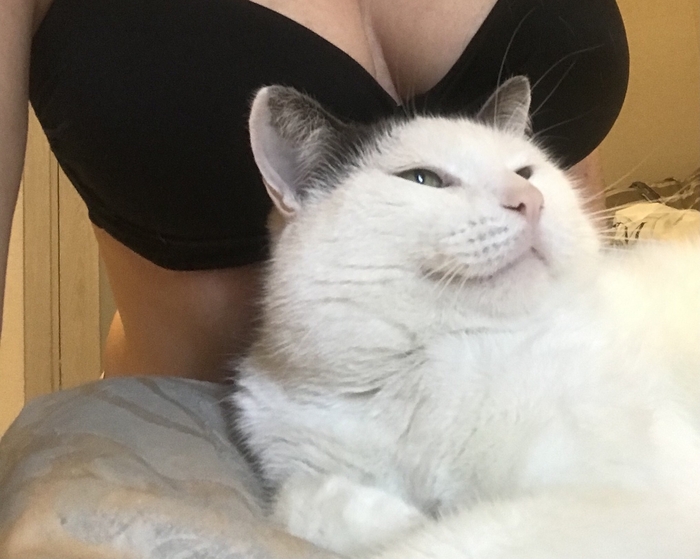 When you're damn good) - My, cat, Pleased, NSFW, Repeat, Boobs